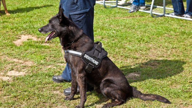 Descoperirea care a închis cel mai mare parc de distracții din Germania: ce a găsit un muncitor într-o pungă abandonată