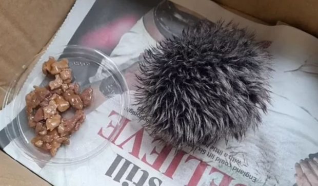 O femeie a găsit un pui de arici rănit și când l-a dus la veterinar a aflat că era, de fapt, un ciucure