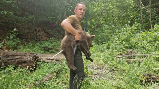 A fost găsit primul dintre cei trei pui de urs orfani ai ursoacei care a fost împușcată pe Transfăgărășan după ce a omorât un motociclist italian