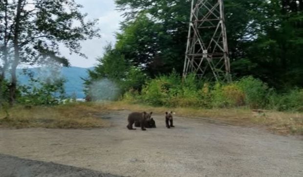 Puii orfani ai ursoaicei ucise pe Transfăgărășan sunt pasați de la o autoritate la alta. Mama urs nu ar fi trebuit să fie împușcată
