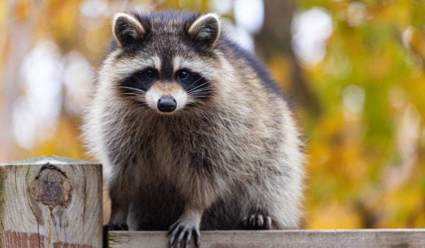 Ratonii amenință biodiversitatea Europei. Cercetătorii germani cer măsuri urgente