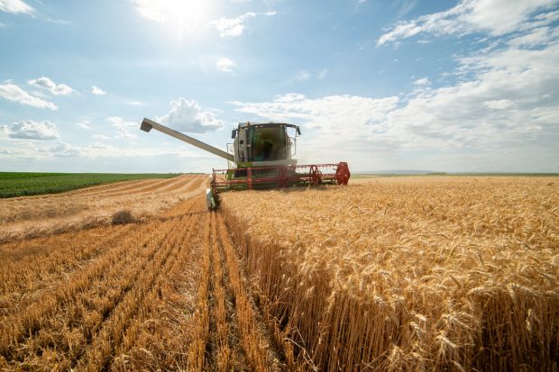 Recolta de grâu din România, la nivel record în 2025, peste Franța și Germania, dar cu venituri mai mici. Explicațiile fermierilor