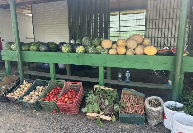 Cât costă un kilogram de roșii la producătorii din Delta Dunării. Le cultivă pe câmpul pe care îl irigă și le vând la tarabă, pe marginea șoselei