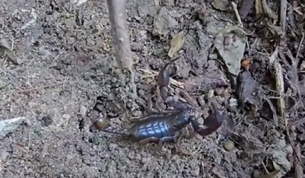 Invazie de scorpioni carpatini în Buzău: ce i-a făcut să iasă agitați de sub stânci și pietre | VIDEO