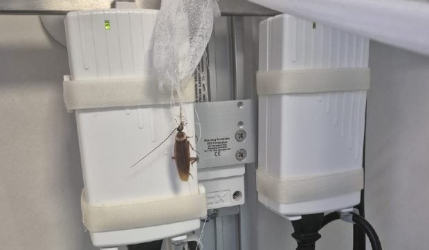 Gândaci și bacterii periculoase, în Centrul de Arși de la Spitalul Floreasca din București: „Mi se spune că și afară e la fel. Nu cred așa ceva!”