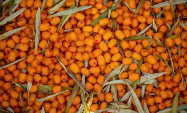Suferi de deficit de vitamina A? Descoperă fructul care conține de 3 ori mai mult betacaroten decât morcovul!
