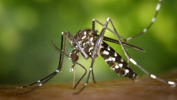 Europa este expusă bolilor infecțioase exotice și virusurilor zombi, din cauza schimbărilor climei