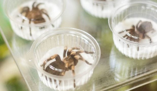Aproximativ 1.500 de tarantule au fost găsite ascunse în cutii de prăjituri pe un aeroport din Germania