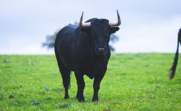 Statuia unui taur, înaltă de 300 de metri, ar putea fi construită într-un oraș din Spania: „simbol care reprezintă tortura și abuzul animalelor”
