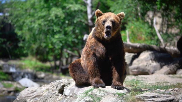 Urșii au dat de gustul mâncării gătite și o caută prin bucătăriile din Vrancea, în frigidere și dulapuri, spune un primar