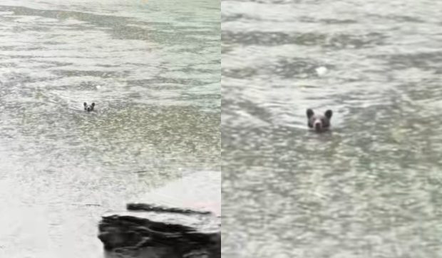 Un urs brun, surprins la scăldat în Râul Olt. Animalul a fost filmat de către șoferii prinși în aglomerație și a devenit viral: „A vrut să evite coloana”