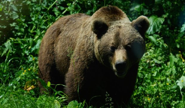 Ursul a făcut prăpăd în Brașov: 10 berbeci spintecați într-o singură noapte, la Berivoi
