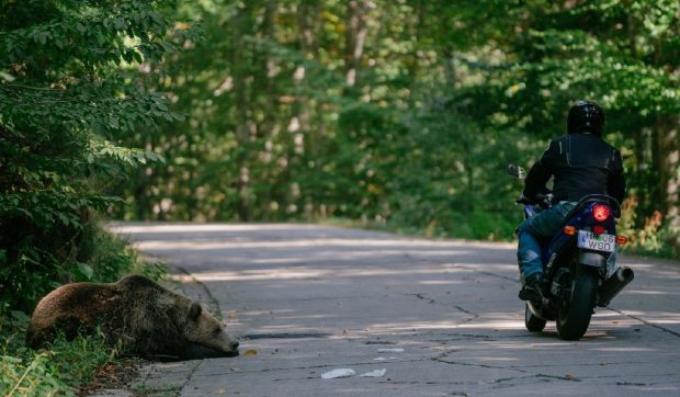 Cum explică un specialist atacul ursului asupra motociclistului italian: „Obiceiurile turiștilor de a hrăni urșii sunt complet idioate”