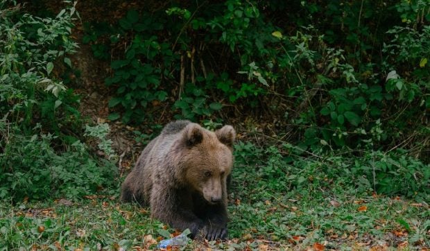 Amenzi de zeci de ori mai mari pentru cei care hrănesc urșii: „Nu sunt de jucărie”