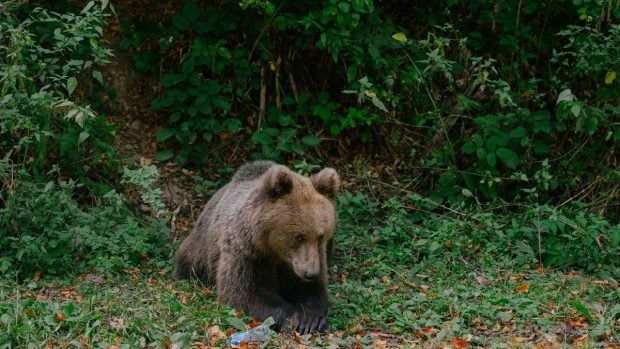 Un urs brun din Brașov, împușcat ilegal cu o armă cu termoviziune. Ce au pățit cei doi vânători