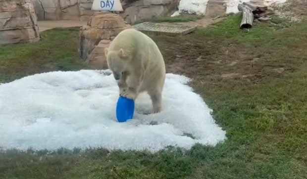 Cum s-a bucurat ursul polar Nuniq după ce a primit cadou două tone de gheață I VIDEO