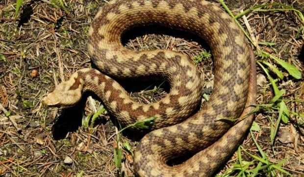 O viperă hibrid, rezultată din încrucișarea a două specii veninoase, a fost identificată în Stiria, Austria