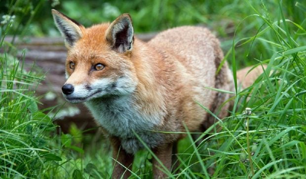 SMS de alertă extremă din cauza animalelor turbate într-o localitate din Satu Mare. Oamenii au primit mesaje RO-Alert
