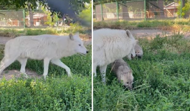 Doi pui de lup arctic pufoși s-au născut, iar acum se joacă, în Parcul Zoo din Oradea. Mama lor e din Cehia, tatăl din Franța I VIDEO
