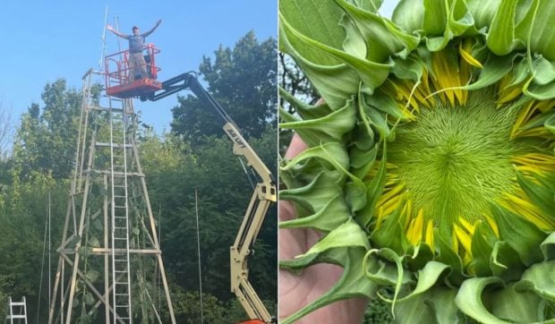 Un bărbat a crescut cea mai mare floarea-soarelui din lume și i-a pus numele „Trifoi”. Ce înălțime are planta
