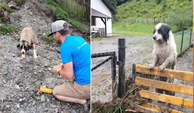 Batoane cu carne cărate și „parașutate” cu drona la Broșteni pentru zecile de câini și pisici abandonate în urma inundațiilor