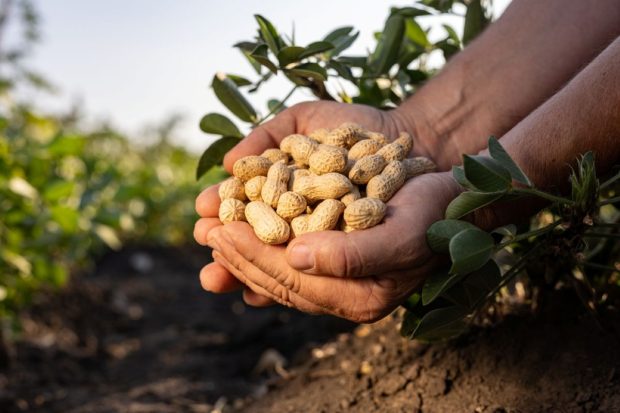 sfaturi de cultivare, beneficii și moduri de consum al alunelor de pământ pentru o nutriție sănătoasă