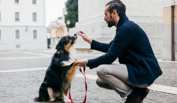 Avertismentele medicilor veterinari cu privire la riscuri și tipurile de cancer aggressive