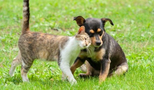 7 strategii esențiale pentru protejarea animalelor de companie de caniculă - sfaturile unui expert Medivet