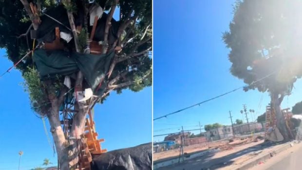 Un bărbat fără adăpost și-a construit o casă imensă în copac, în Los Angeles: „M-au evacuat, dar deja fac una nouă. Sunt ca Tarzan” | VIDEO