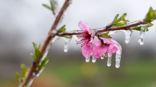 Cea mai rece zi de vară din august 2025. Zonele din România cu temperaturi sub limita înghețului