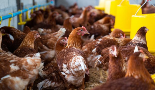 Câte găini ai voie să crești dacă stai la curte în România