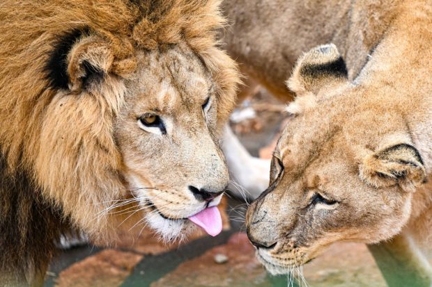 O grădină zoo le cere oamenilor să-și doneze animalele nedorite pentru a hrăni leii și tigrii: „O dietă naturală”