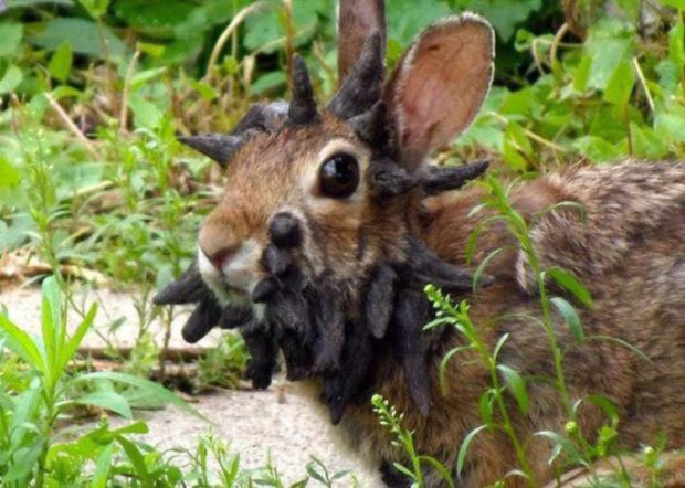 Un virus nemilos transformă iepurașii în „demoni” și „zombi”. Cum au ajuns animăluțele să aibă coarne