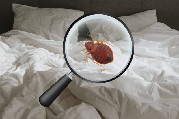 Soluție ploșnițe: Ce funcționează cu adevărat împotriva infestării?