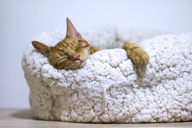 De ce contează ora la care te culci: ritmul circadian explicat simplu