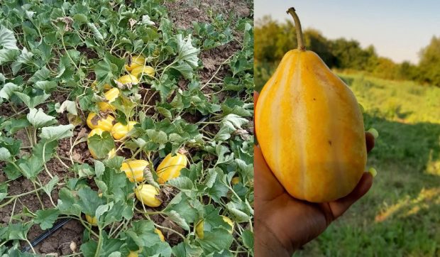 Un tânăr din Arad s-a întors din Germania ca să cultive pepeni cu gust de pară: „Mai este numit și pepene-ananas”