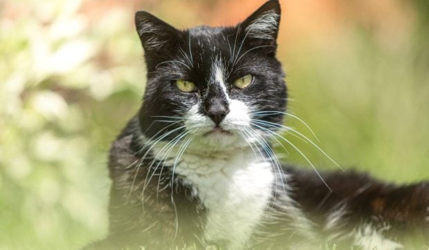 Ce este „Salmiak”, noua culoare a pisicilor care nu ar fi trebuit să existe. Cum a apărut și cum arată aceste felinele