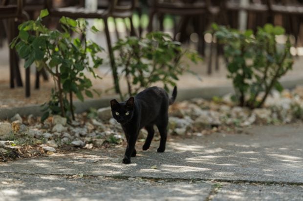 Orașul din Europa  care a interzis adopţia pisicilor negre înainte de Halloween. Cererile, respinse până la 10 noiembrie