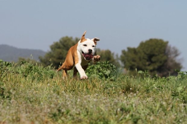 O tânără a fost atacată și rănită de un câine Amstaff, în Galați. Stăpânul animalului a fost amendat cu 15.000 de lei