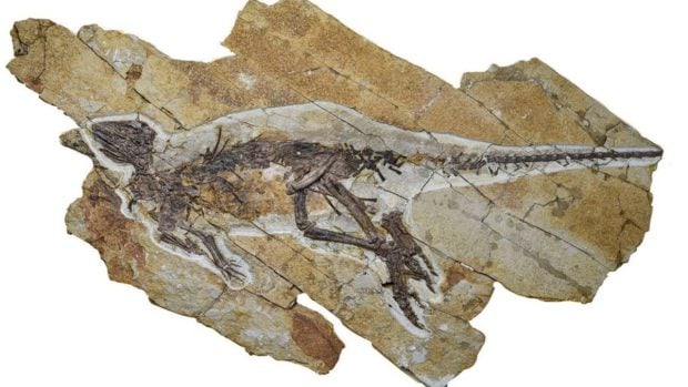 Dinozaurul care mai mult cânta în triluri decât răcnea a trăit acum 163 de milioane de ani, în China