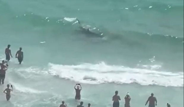 Un rechin se luptă cu o pisică de mare foarte aproape de mal, sub privirile uimite ale turiștilor pe o plajă din Florida | VIDEO