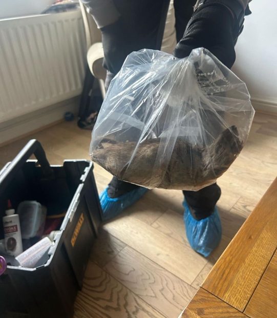 Șobolan uriaș cât un câine, descoperit într-o casă din Marea Britanie. Autoritățile avertizează mii de locuitori