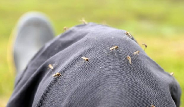 Moscova anunță că țânțarii care trăiesc în Rusia nu sunt infectați cu virusuri periculoase: „Mai ales nu de febră chikungunya”