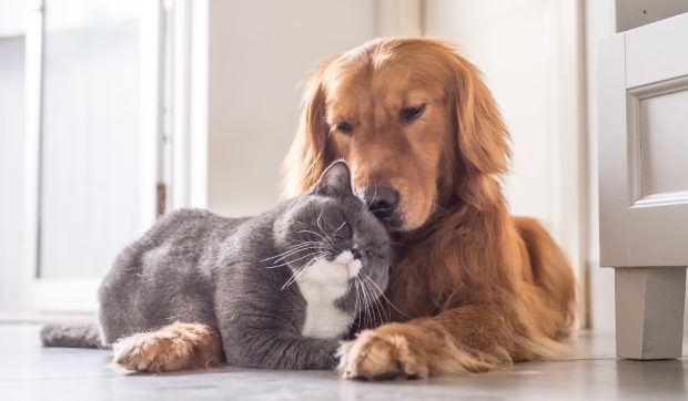 Abonamentele și asigurările medicale pentru animalele de companie, tot mai populare în România