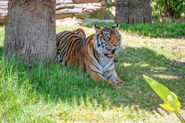 Un consilier PNL din Oradea și-a deschis o grădină zoologică ilegală: vizitatorii, protejați de tigri cu un geam termopan