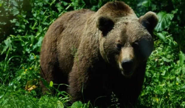 Un bărbat de 76 de ani din Brașov a fost desfigurat de un urs, în timp ce pescuia