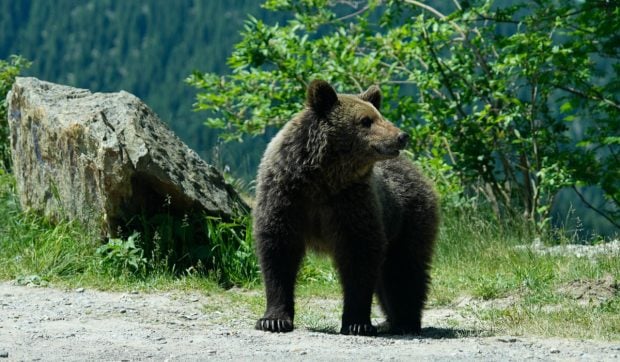Un motociclist a fost mușcat de un urs în timp ce staționa în trafic, pe Transfăgărășan