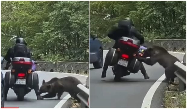 Momentul în care un motociclist oprit pe Transfăgărășan este mușcat de urs, surprins de o cameră de bord | VIDEO