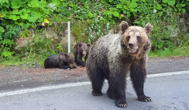 Mesaj Ro-Alert la Sinaia, după ce un urs a fost văzut vineri dimineață plimbându-se pe străzile stațiunii