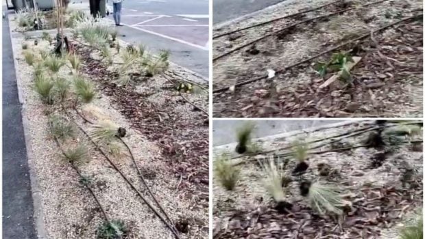 Plante de 6000 de lei, călcate în picioare și smulse de pe Bulevardul Decebal din Oradea
